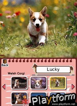 Animal Paradise (DS)
