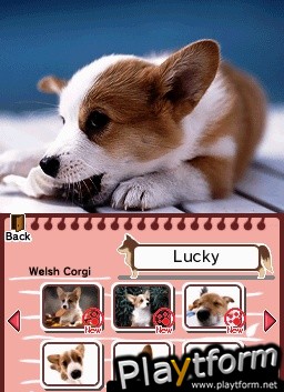 Animal Paradise (DS)