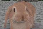 Animal Paradise (DS)