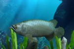 My Aquarium (Wii)