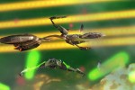 Shattered Suns (PC)