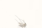 Mosquito (iPhone/iPod)