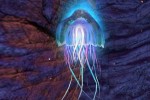 Sea Life Safari (Xbox 360)