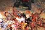 Stranger (PC)