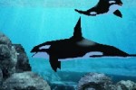 Fantasy Aquarium (DS)