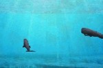 Fantasy Aquarium (DS)