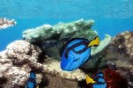 Aquarium by DS (DS)