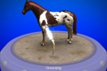 My Horse & Me (Wii)
