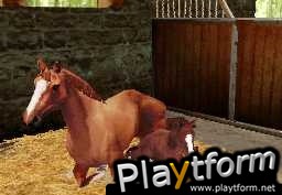 Horse Life (DS)