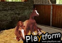 Horse Life (DS)