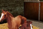 Horse Life (DS)