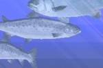 Professional Fisherman's Tour: Northern Hemisphere (DS)
