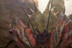 Monster Hunter Freedom 2 (PSP)