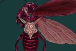 Escape from Bug Island (Wii)
