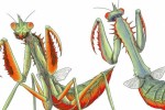 Escape from Bug Island (Wii)