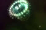 flOw (PlayStation 3)