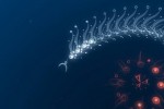 flOw (PlayStation 3)