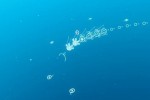 flOw (PlayStation 3)
