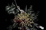 Evidence: The Last Ritual (PC)