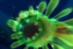SpongeBob SquarePants: Creature from the Krusty Krab (PlayStation 2)