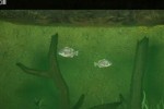 Reel Fishing: Life & Nature (DS)