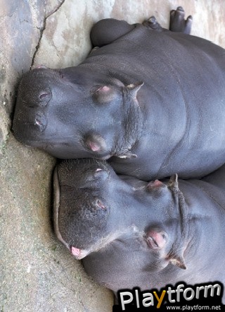 Lazy Hippos Slide Puzzle (iPhone/iPod)