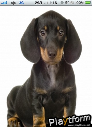 Dachshund Slide Puzzle (iPhone/iPod)