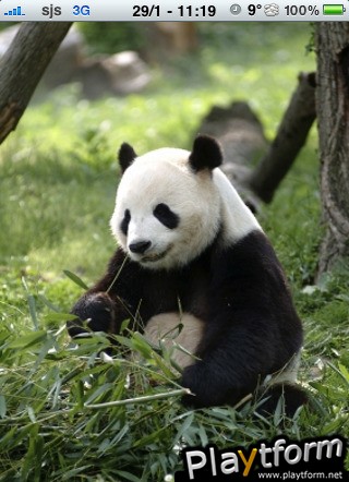 Giant Panda Slide Puzzle (iPhone/iPod)