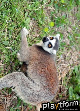 Lemur Slide Puzzle (iPhone/iPod)