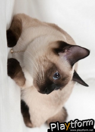 Siamese Cat Slide Puzzle (iPhone/iPod)