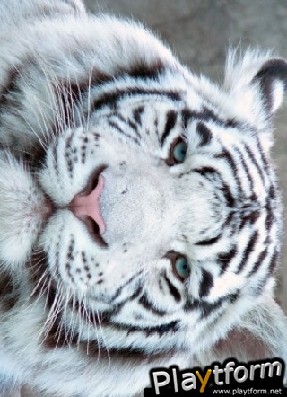 White Tiger Slide Puzzle (iPhone/iPod)