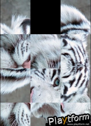 White Tiger Slide Puzzle (iPhone/iPod)