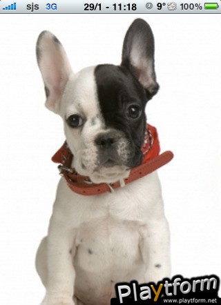 French Bulldog Slide Puzzle (iPhone/iPod)