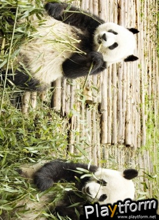 Giant Pandas Slide Puzzle (iPhone/iPod)