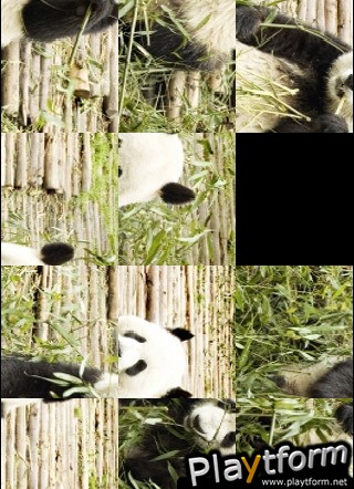 Giant Pandas Slide Puzzle (iPhone/iPod)
