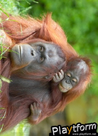 Orangutan Family Slide Puzzle (iPhone/iPod)