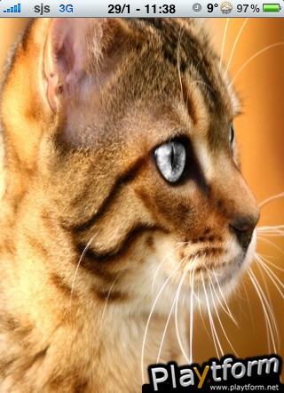 Silver Eyed Cat Slide Puzzle (iPhone/iPod)