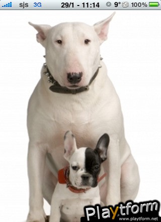 Bull Terrier with a puppy Slide Puzzle (iPhone/iPod)