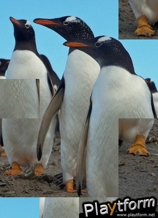 Amazing Wild Nature Puzzle (iPhone/iPod)