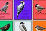 Pretty Bird Piano (iPhone/iPod)