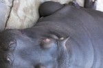 Lazy Hippos Slide Puzzle (iPhone/iPod)
