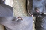 Lazy Hippos Slide Puzzle (iPhone/iPod)