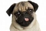 Pug Slide Puzzle (iPhone/iPod)