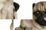 Pug Slide Puzzle (iPhone/iPod)