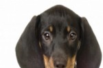 Dachshund Slide Puzzle (iPhone/iPod)