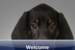 Dachshund Slide Puzzle (iPhone/iPod)
