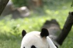 Giant Panda Slide Puzzle (iPhone/iPod)