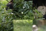 Giant Panda Slide Puzzle (iPhone/iPod)