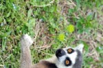 Lemur Slide Puzzle (iPhone/iPod)