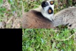 Lemur Slide Puzzle (iPhone/iPod)